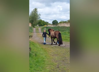 Islandpferd, Wallach, 3 Jahre, 137 cm, Schwarzbrauner