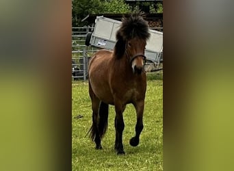 Islandpferd, Wallach, 3 Jahre, 138 cm, Brauner