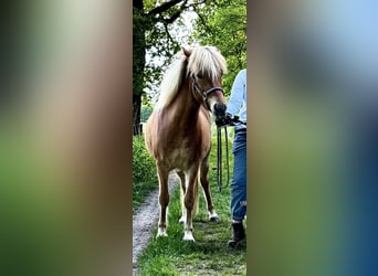 Islandpferd, Wallach, 3 Jahre, 138 cm, Fuchs