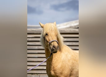 Islandpferd, Wallach, 3 Jahre, 138 cm, Palomino