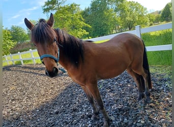 Islandpferd Mix, Wallach, 3 Jahre, 139 cm, Brauner