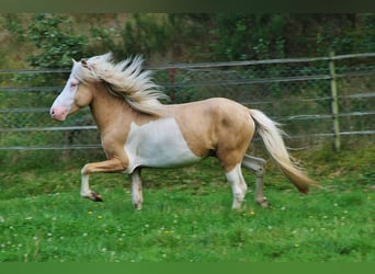 Islandpferd, Wallach, 3 Jahre, 139 cm, Palomino