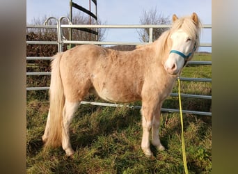 Islandpferd, Wallach, 3 Jahre, 139 cm, Palomino