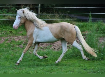 Islandpferd, Wallach, 3 Jahre, 139 cm, Palomino