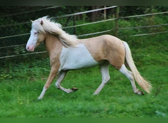Islandpferd, Wallach, 3 Jahre, 139 cm, Palomino