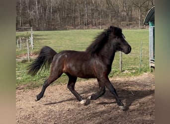 Islandpferd, Wallach, 3 Jahre, 139 cm, Rappe