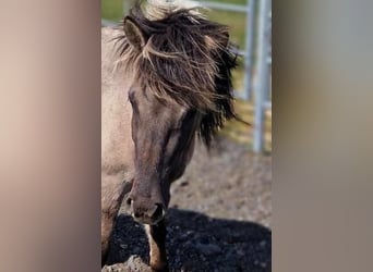 Islandpferd, Wallach, 3 Jahre, 140 cm, Falbe