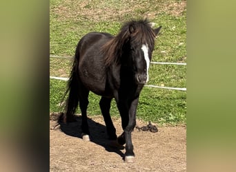 Islandpferd, Wallach, 3 Jahre, 140 cm, Rappe