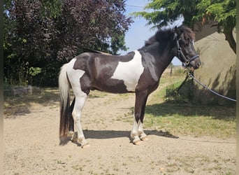 Islandpferd, Wallach, 3 Jahre, 140 cm, Tobiano-alle-Farben
