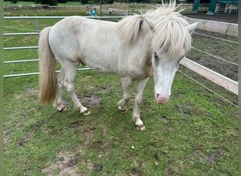 Islandpferd, Wallach, 3 Jahre, 141 cm, Schecke