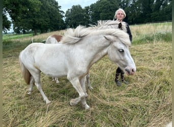 Islandpferd, Wallach, 3 Jahre, 141 cm, Schecke