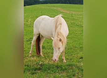 Islandpferd Mix, Wallach, 3 Jahre, 142 cm, Cremello