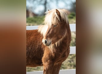 Islandpferd, Wallach, 3 Jahre, 142 cm, Fuchs