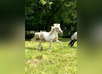 Islandpferd, Wallach, 3 Jahre, 142 cm, Schecke