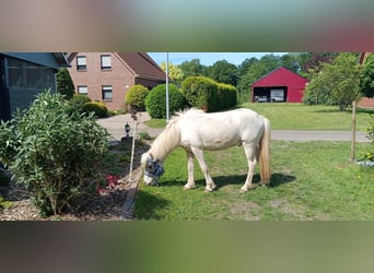 Islandpferd, Wallach, 3 Jahre, 142 cm, Schecke