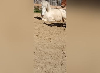 Islandpferd, Wallach, 3 Jahre, 142 cm, Schecke