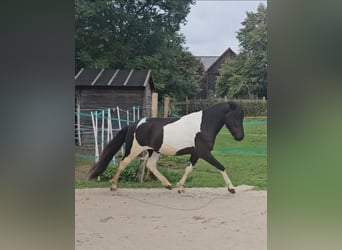 Islandpferd, Wallach, 3 Jahre, 143 cm, Schecke