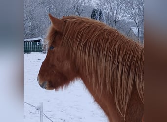 Islandpferd, Wallach, 3 Jahre, 144 cm, Falbe