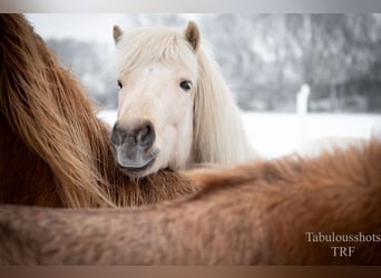 Islandpferd, Wallach, 3 Jahre, Palomino