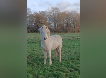 Islandpferd, Wallach, 3 Jahre, Palomino