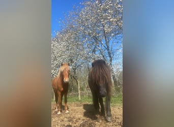 Islandpferd, Wallach, 3 Jahre, Schwarzbrauner