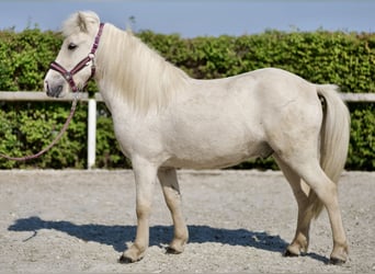 Islandpferd, Wallach, 4 Jahre, 130 cm, Champagne