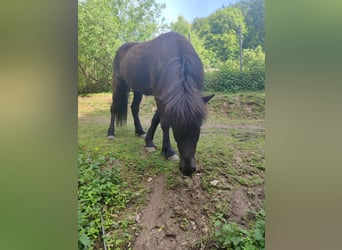 Islandpferd, Wallach, 4 Jahre, 130 cm, Rappe