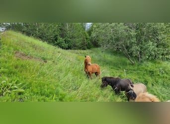 Islandpferd, Wallach, 4 Jahre, 134 cm, Dunkelfuchs