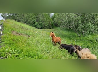 Islandpferd, Wallach, 4 Jahre, 134 cm, Dunkelfuchs