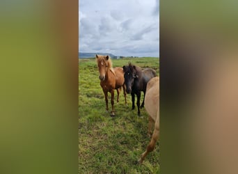 Islandpferd, Wallach, 4 Jahre, 134 cm, Dunkelfuchs