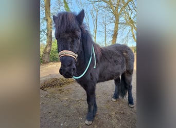 Islandpferd, Wallach, 4 Jahre, 134 cm, Rappe