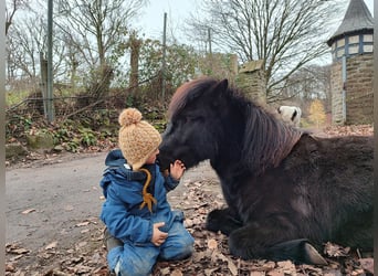Islandpferd, Wallach, 4 Jahre, 134 cm, Rappe