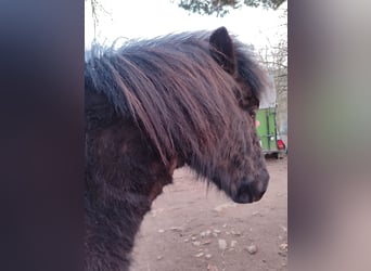Islandpferd, Wallach, 4 Jahre, 134 cm, Rappe