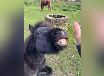 Islandpferd, Wallach, 4 Jahre, 134 cm, Rappe