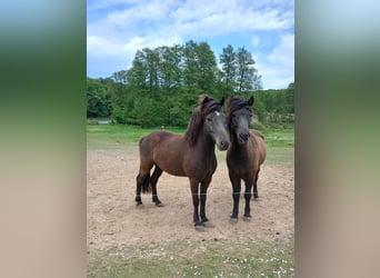 Islandpferd, Wallach, 4 Jahre, 134 cm, Schwarzbrauner