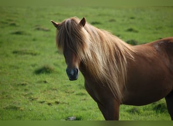 Islandpferd, Wallach, 4 Jahre, 135 cm, Dunkelfuchs