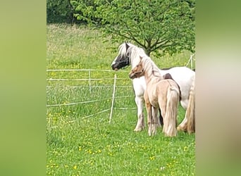 Islandpferd, Wallach, 4 Jahre, 135 cm, Falbe