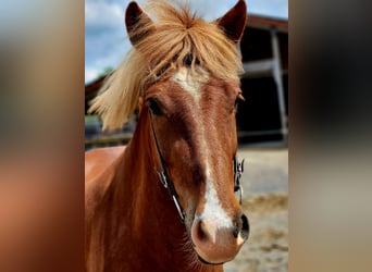 Islandpferd, Wallach, 4 Jahre, 135 cm, Fuchs