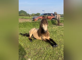 Islandpferd, Wallach, 4 Jahre, 137 cm, Buckskin