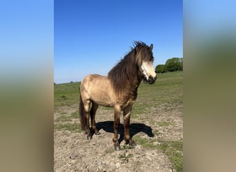 Islandpferd, Wallach, 4 Jahre, 137 cm, Buckskin