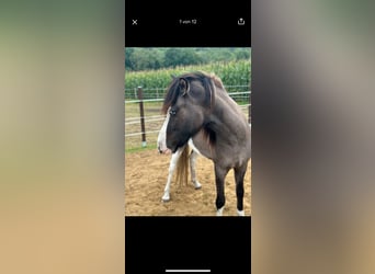 Islandpferd, Wallach, 4 Jahre, 137 cm