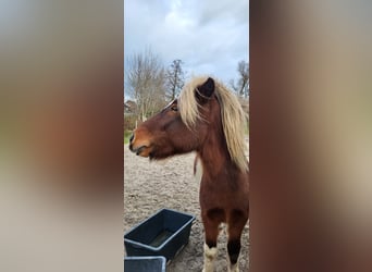 Islandpferd, Wallach, 4 Jahre, 137 cm, Schecke