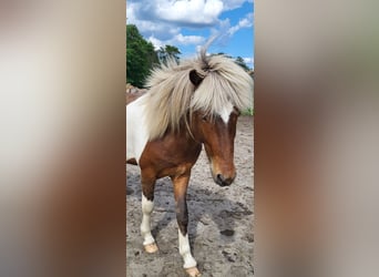 Islandpferd, Wallach, 4 Jahre, 137 cm, Schecke