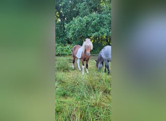 Islandpferd, Wallach, 4 Jahre, 137 cm, Schecke