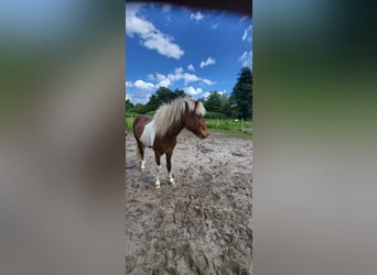 Islandpferd, Wallach, 4 Jahre, 137 cm, Schecke