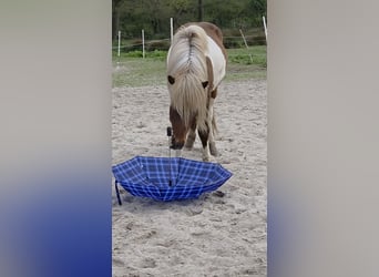 Islandpferd, Wallach, 4 Jahre, 137 cm, Schecke