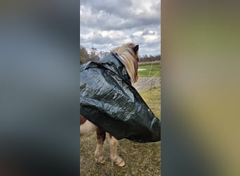 Islandpferd, Wallach, 4 Jahre, 137 cm, Schecke