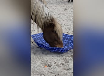 Islandpferd, Wallach, 4 Jahre, 137 cm, Schecke