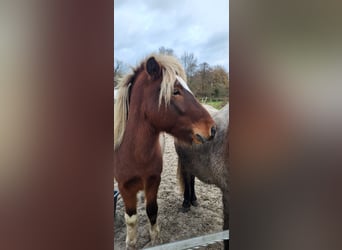 Islandpferd, Wallach, 4 Jahre, 137 cm, Schecke