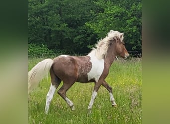 Islandpferd, Wallach, 4 Jahre, 137 cm, Schecke
